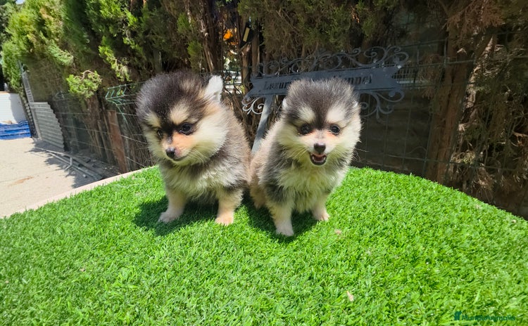 Pomerania perros - Propaganda 5