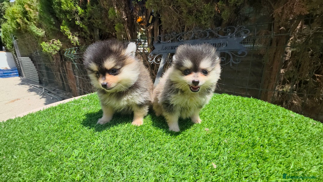 Pomerania perros en venta: Pomerania pura raza  color husky  - Imagen 1