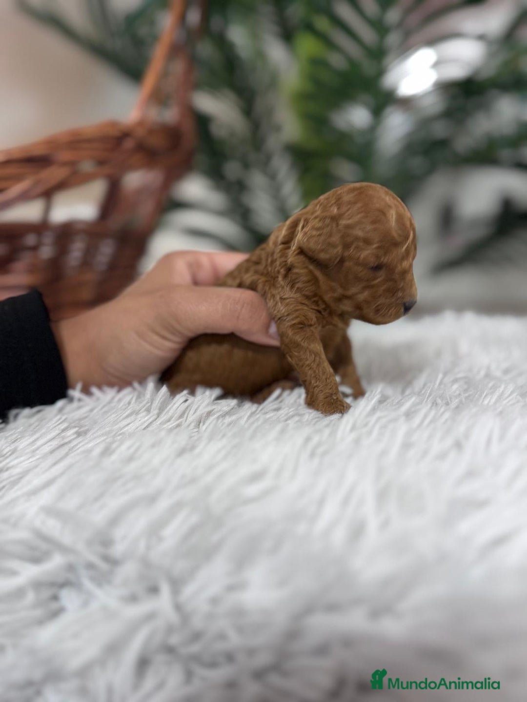 Caniche Toy perros en venta: CANICHE TOY - Anuncio 3