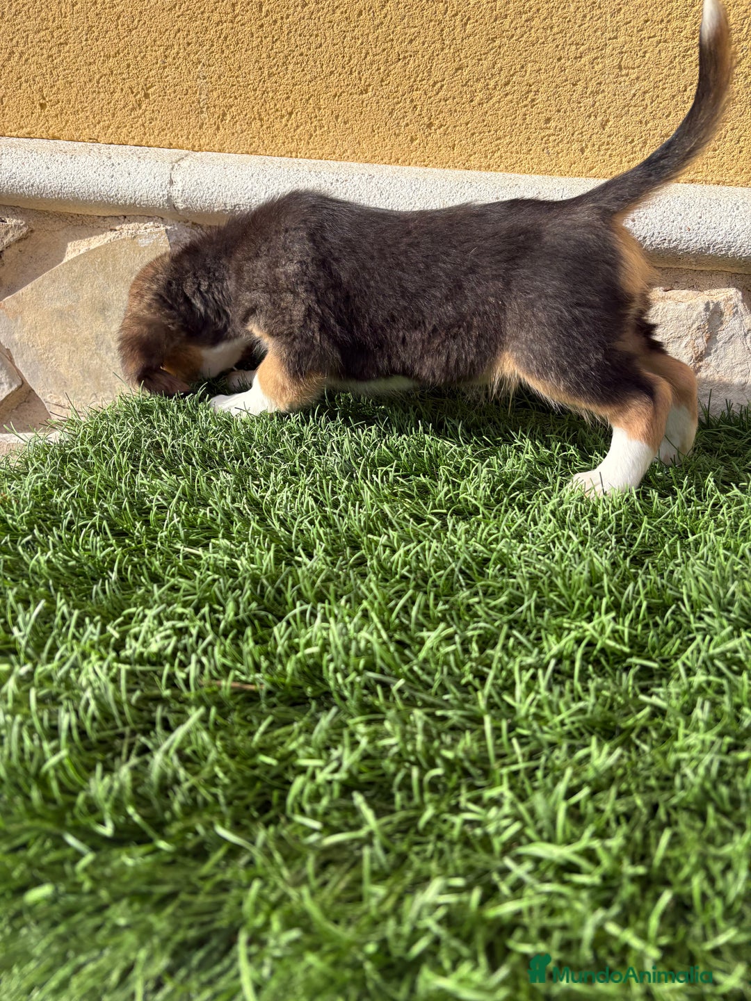 Beagle perros en venta: Espectacular cachorro de Beagle - Anuncio 33