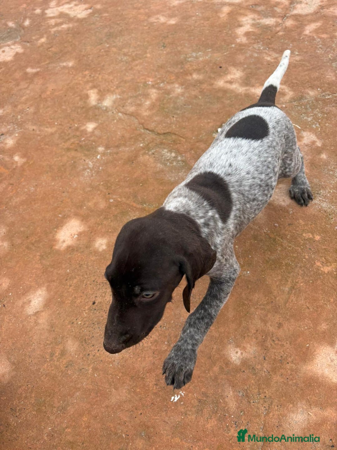 Braco Alemán de Pelo Corto perros en venta: Braco Alemán ultimo macho - Anuncio 3