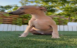 Pequeño Lebrel Italiano perros en venta: PICCOLO ISABELA macho - Imagen 12