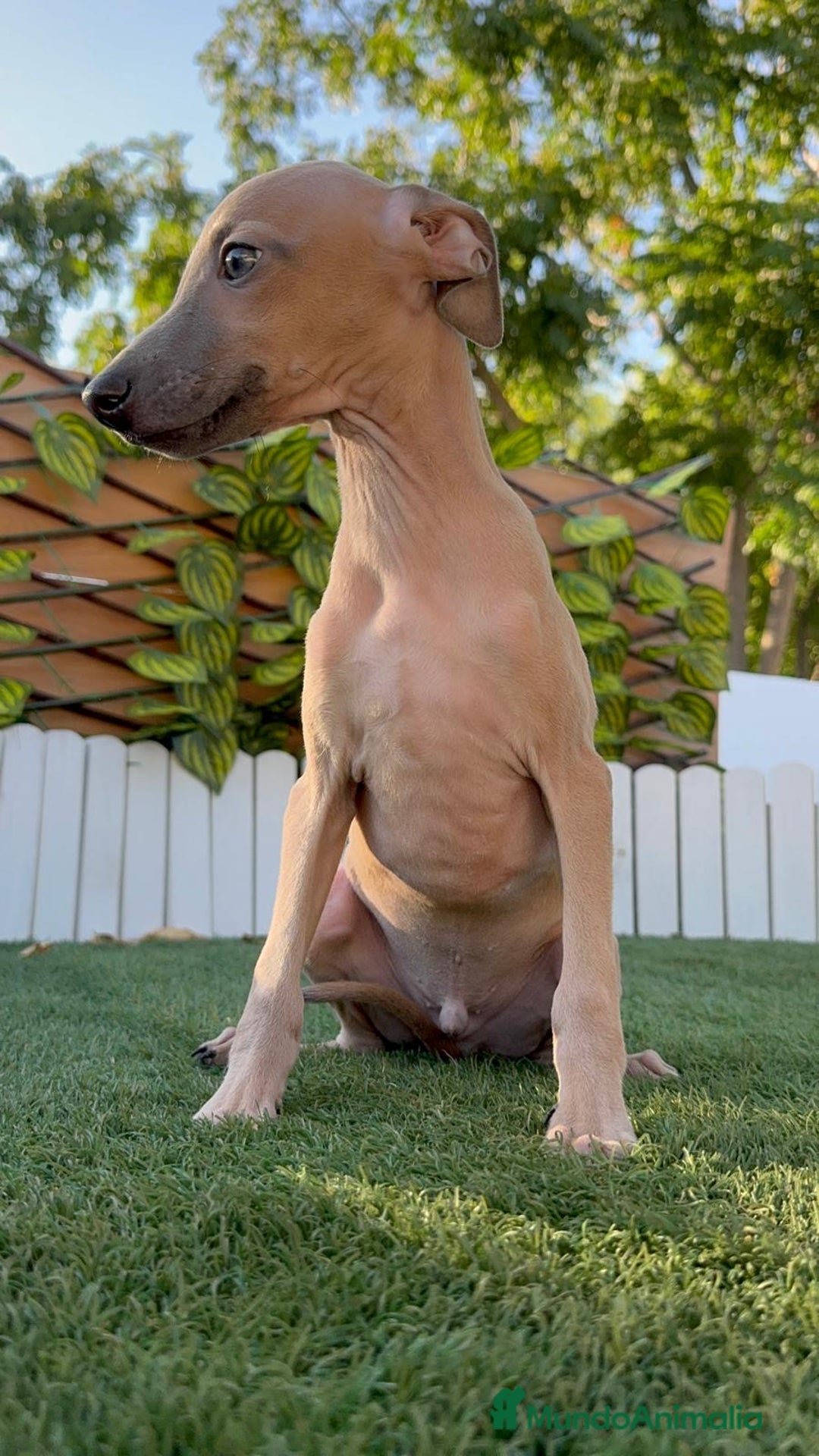 Pequeño Lebrel Italiano perros en venta: PICCOLO ISABELA macho - Imagen 12