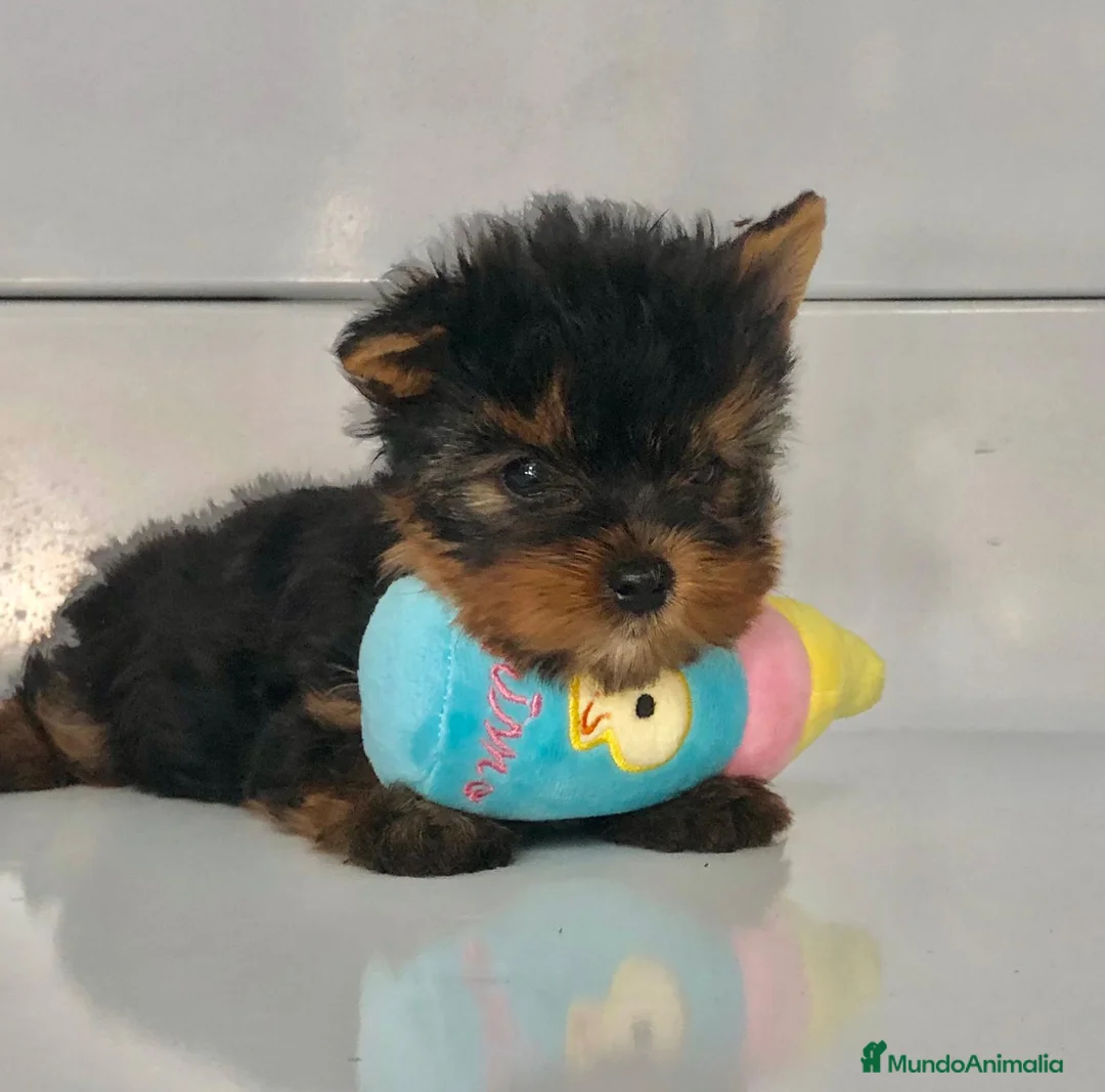 Yorkshire Terrier perros en venta: Yorkshire toy - Anuncio 1