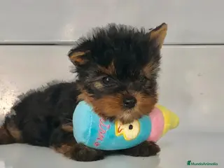 Yorkshire Terrier perros Yorkshire toy - Anuncio 1