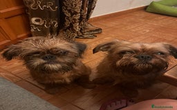 Grifón de Bruselas perros en venta: Último cachorro de Grifon de Bruselas  - Imagen 3