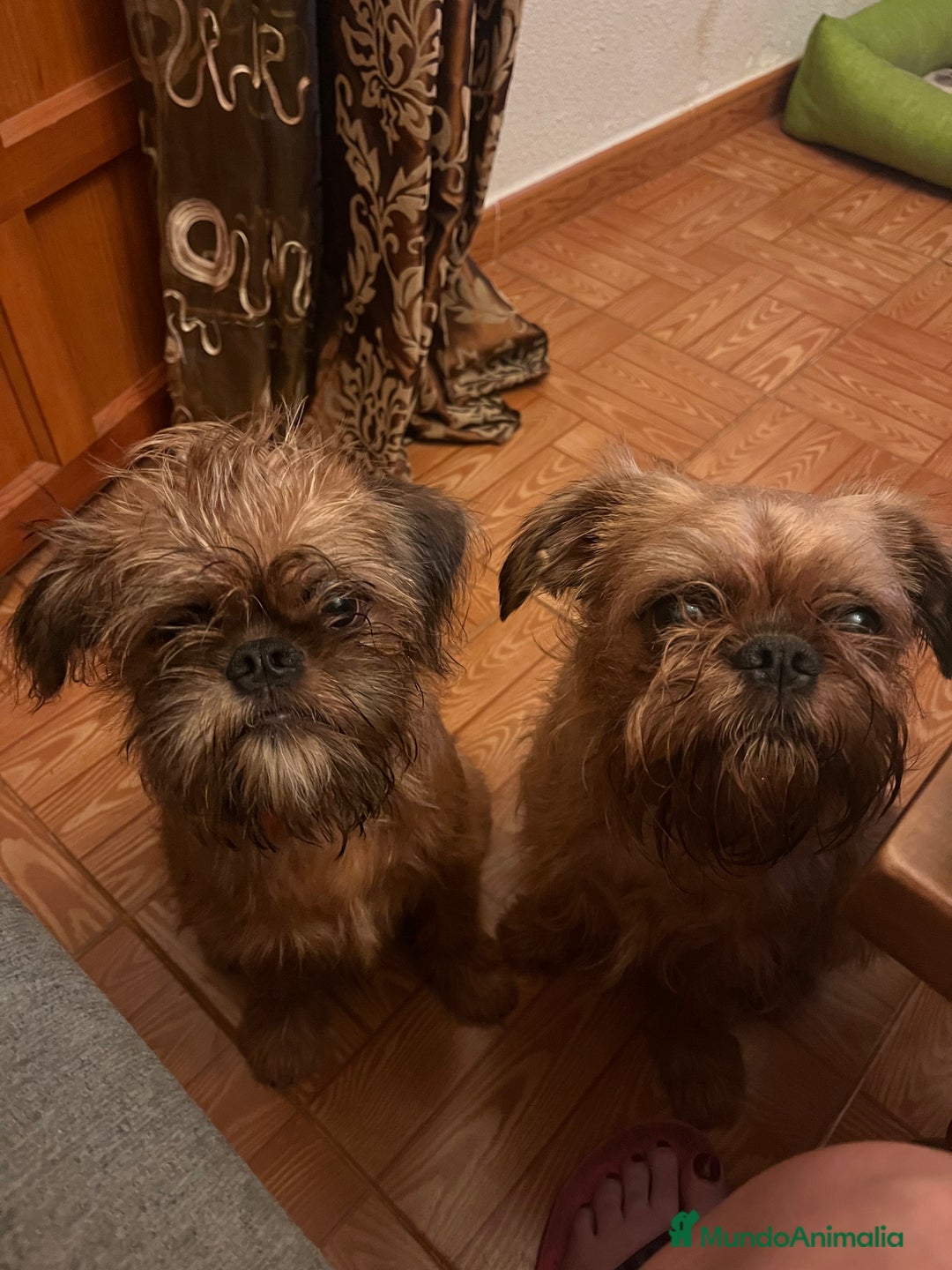 Grifón de Bruselas perros en venta: Último cachorro de Grifon de Bruselas  - Imagen 3