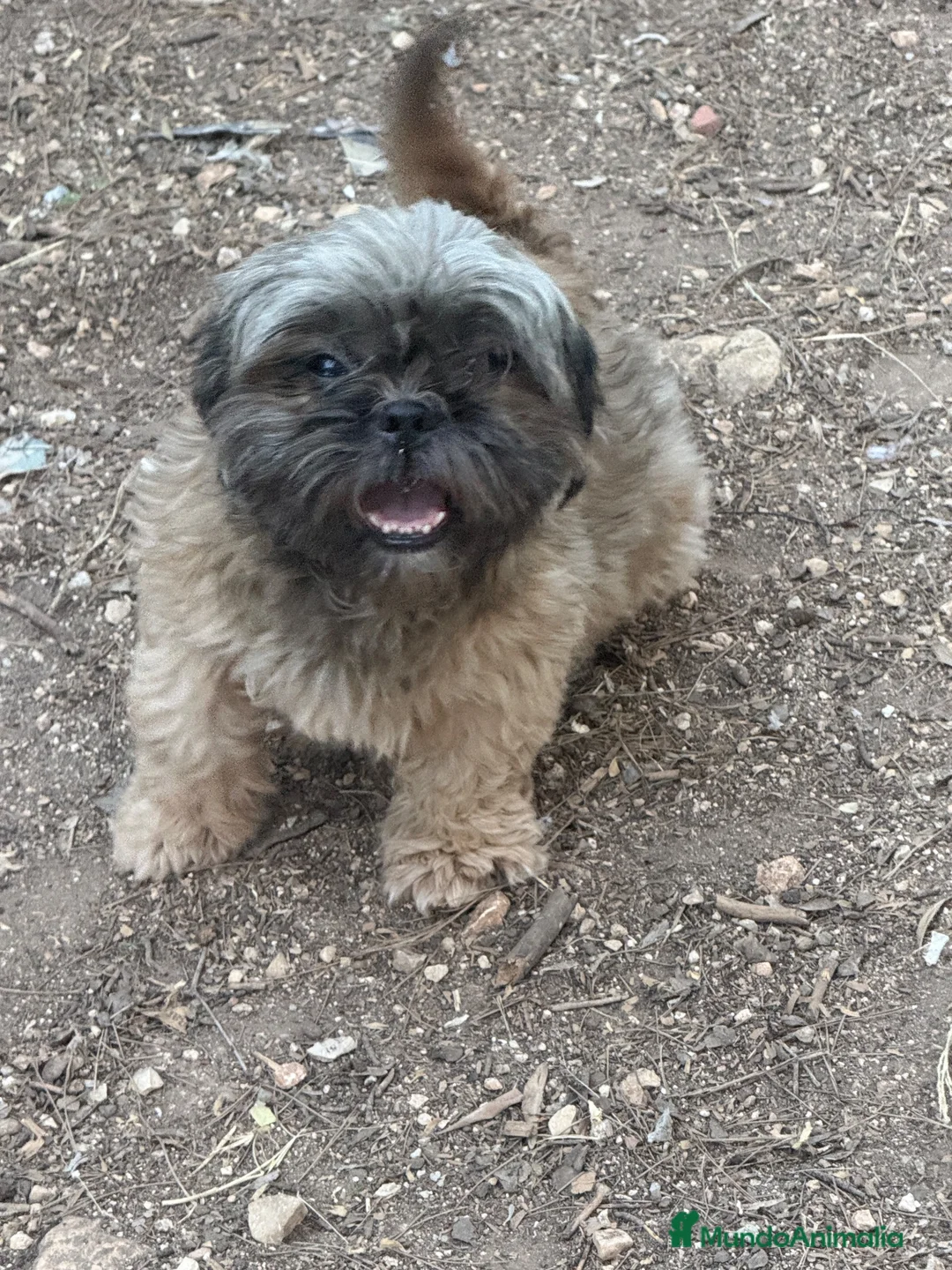 Shih Tzu perros en venta: Hembrita de shih tzu - Anuncio 2