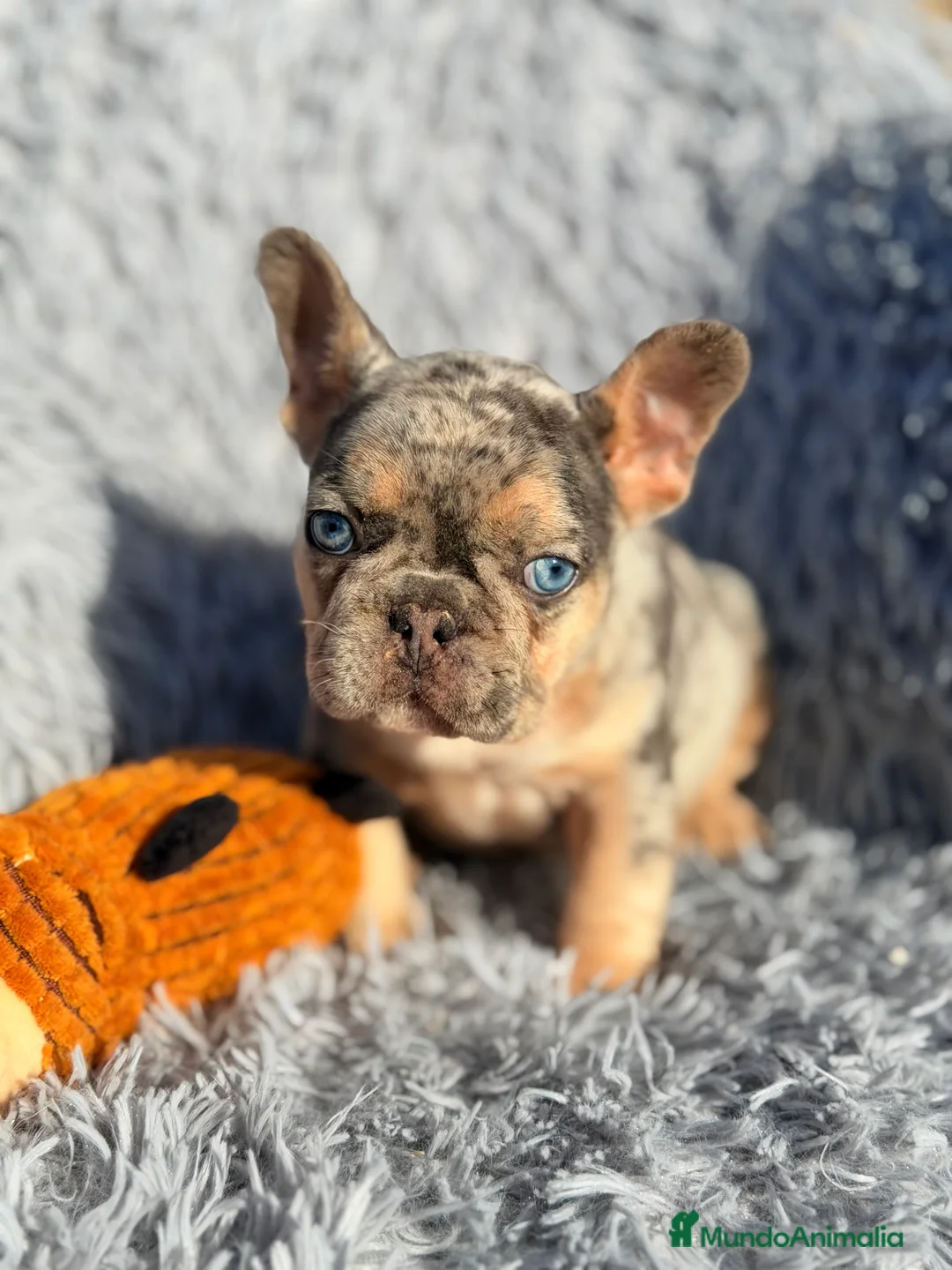 Bulldog Francés perros en venta: Bulldog Merle exótica  - Anuncio 3