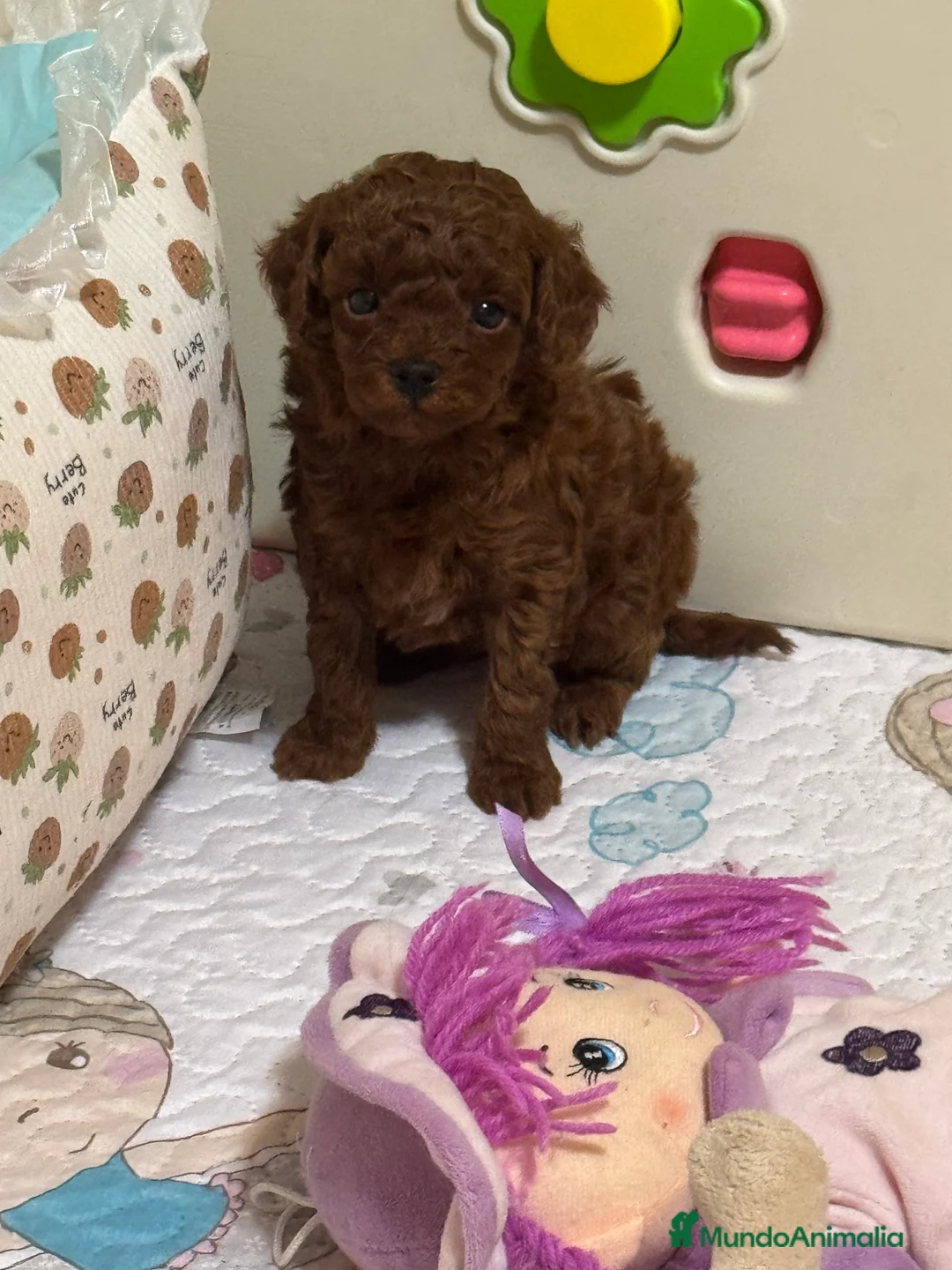 Caniche Toy perros en venta: Caniche Toy Rojo - Anuncio 1