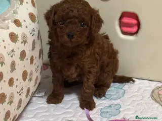 Caniche Toy perros Caniche Toy Rojo - Anuncio 1