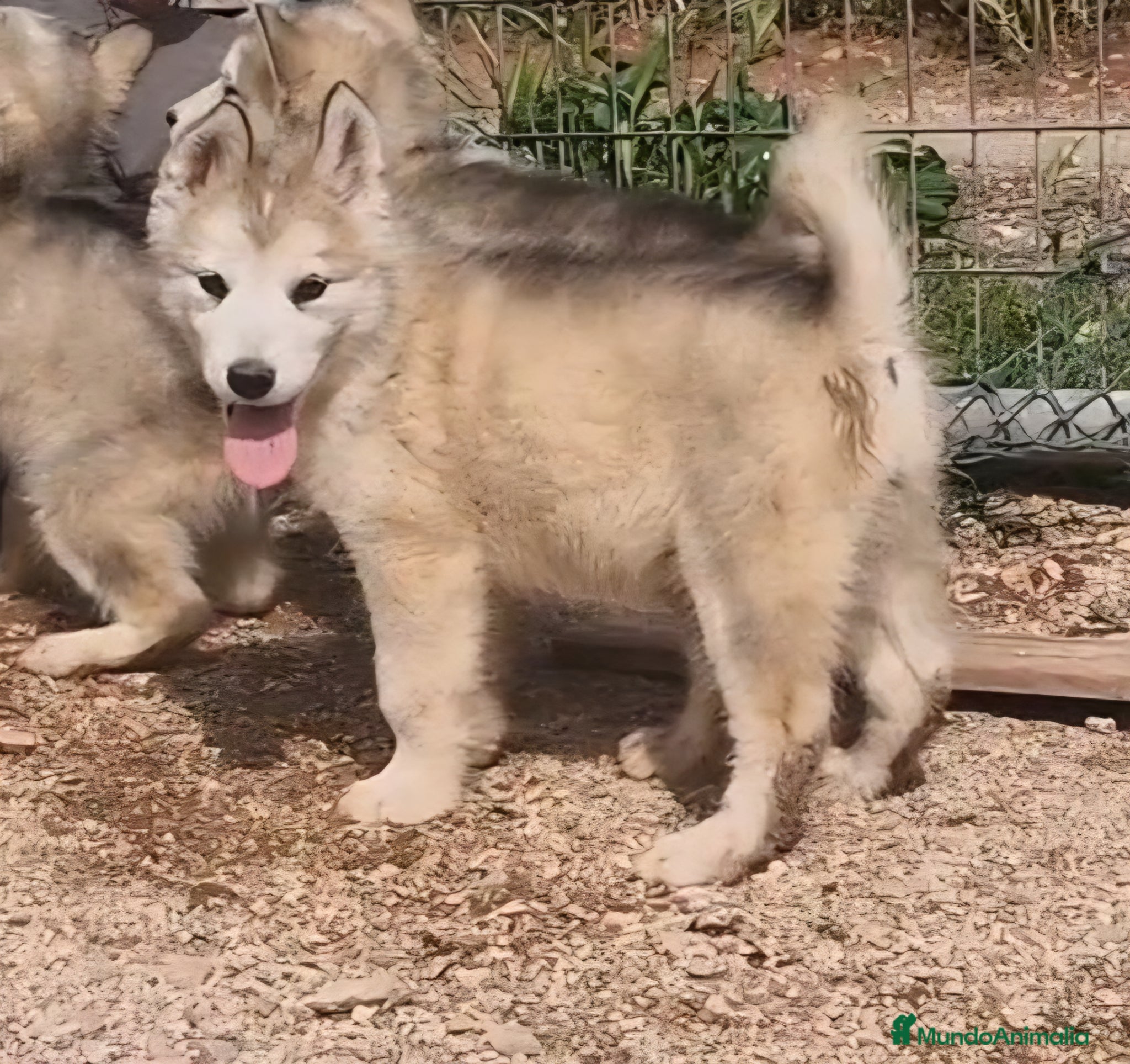 Alaskan Malamute perros Hembras de Alaskan Malamute  - Anuncio 1
