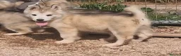 Alaskan Malamute perros en venta: Hembras de Alaskan Malamute  - Anuncio 1