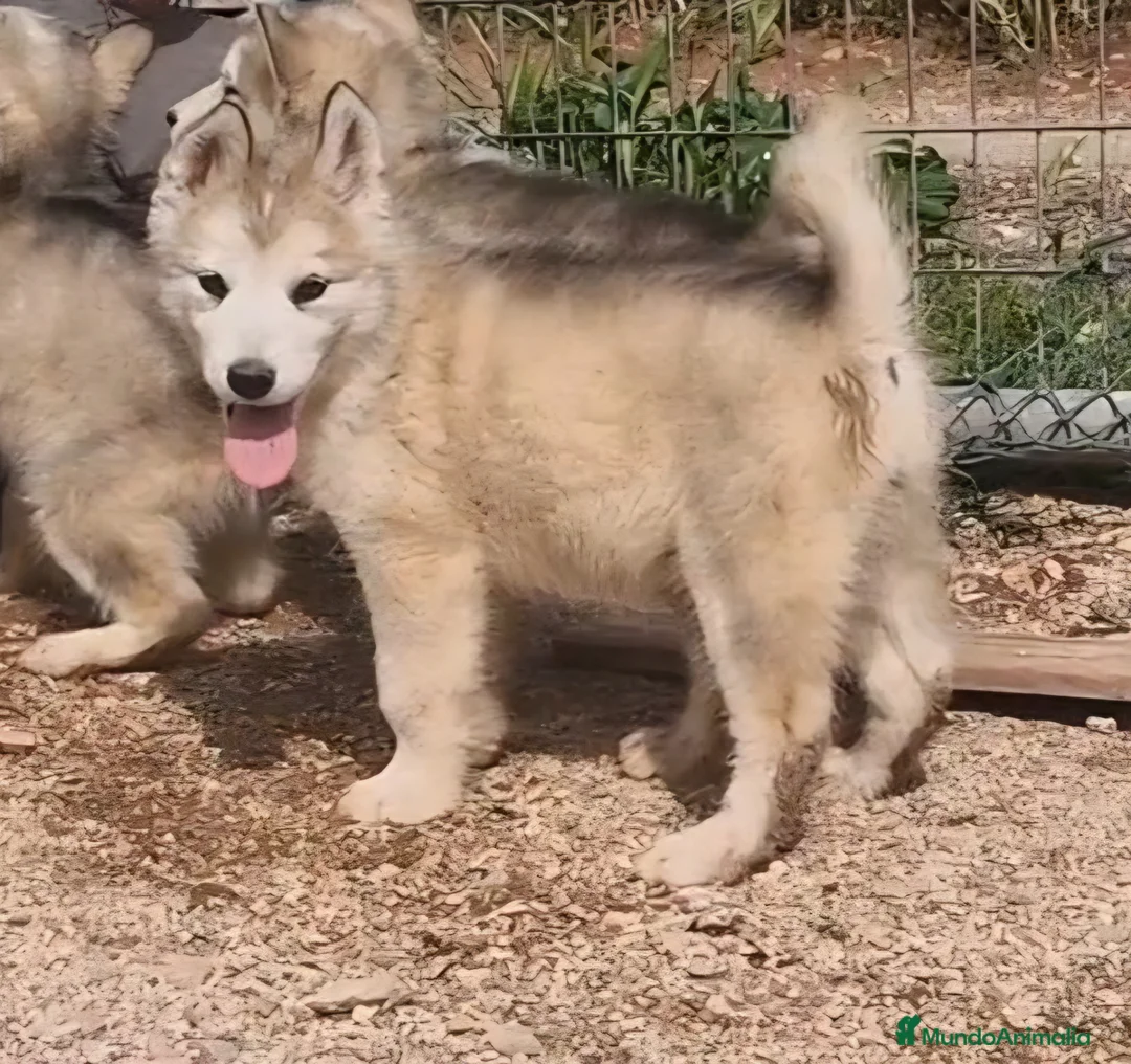 Alaskan Malamute perros en venta: Hembras de Alaskan Malamute  - Anuncio 1