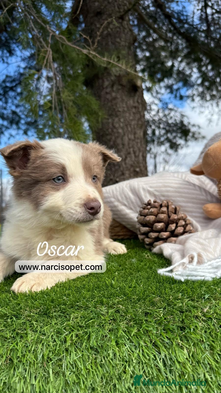 Border Collie perros BORDER COLLIE LILAC CACHORRO en Asturias - Anuncio 2