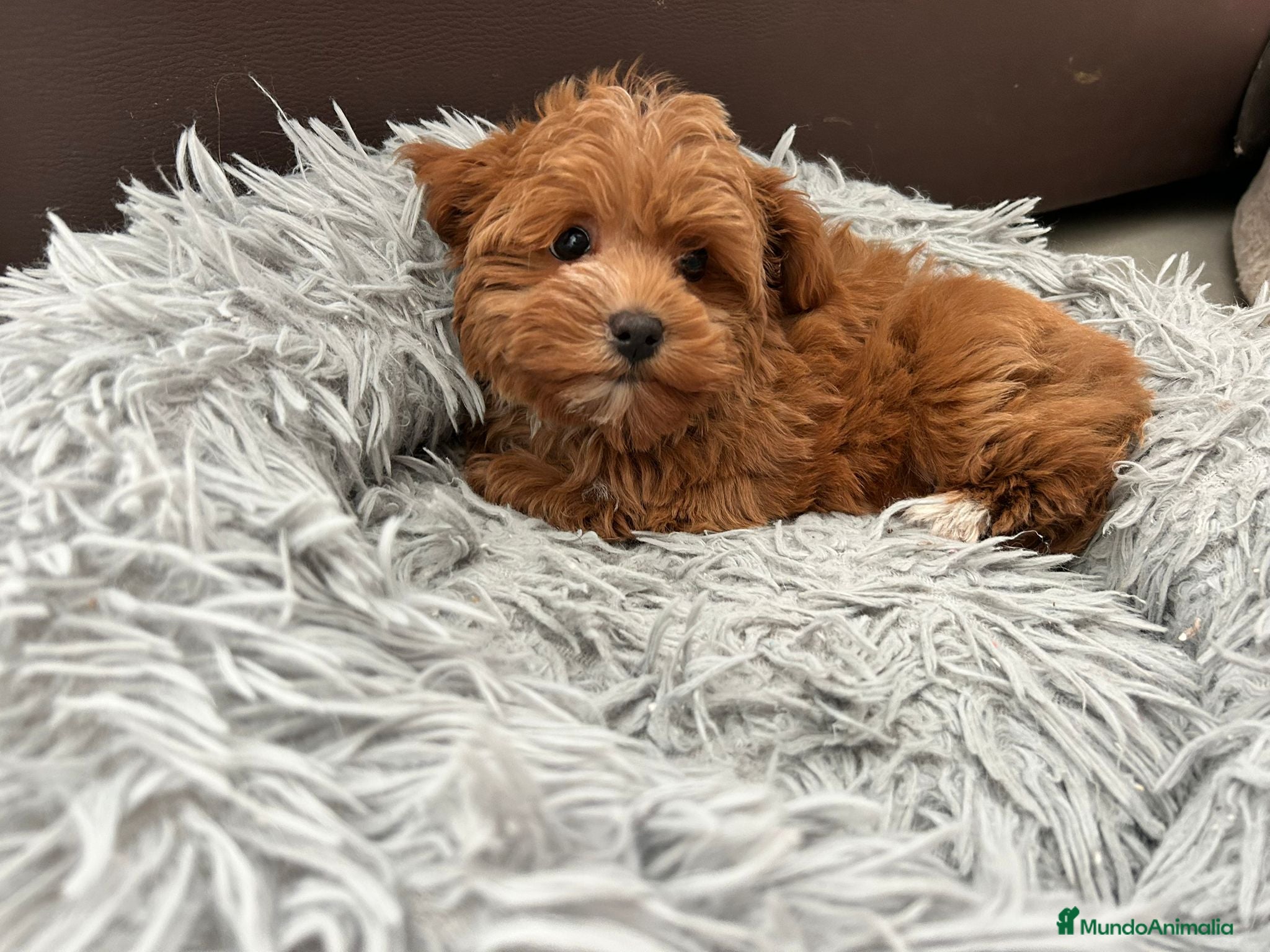 Maltipoo perros Maltipoo mini - Anuncio 1