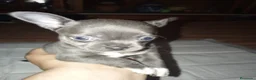 Chihuahua perros en venta: Chihuahua hembra  - Anuncio 4