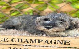 Schnauzer Miniatura perros en venta: Camada de Xiomara en Madrid - Imagen 2