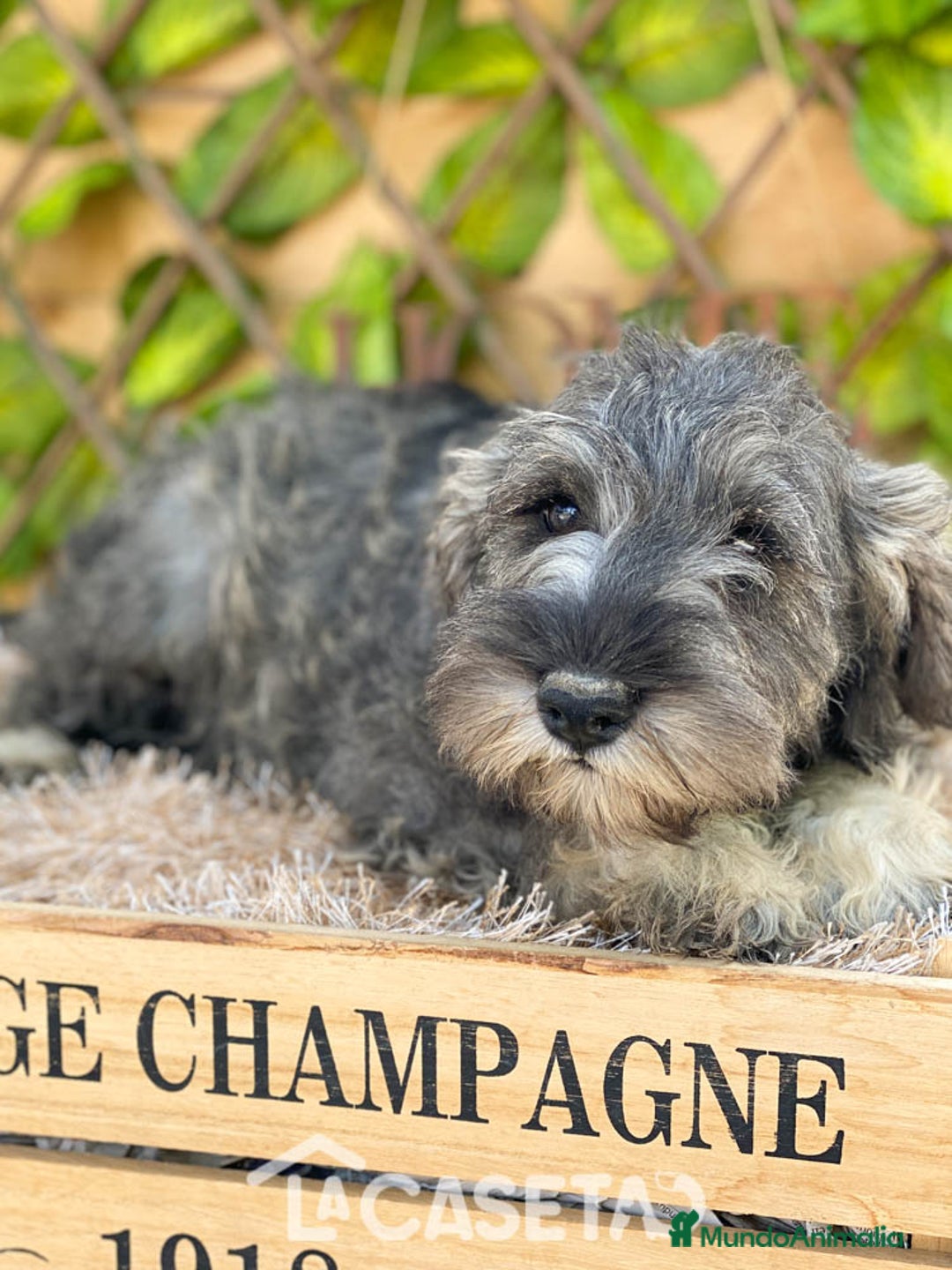 Schnauzer Miniatura perros en venta: Camada de Xiomara en Madrid - Imagen 2
