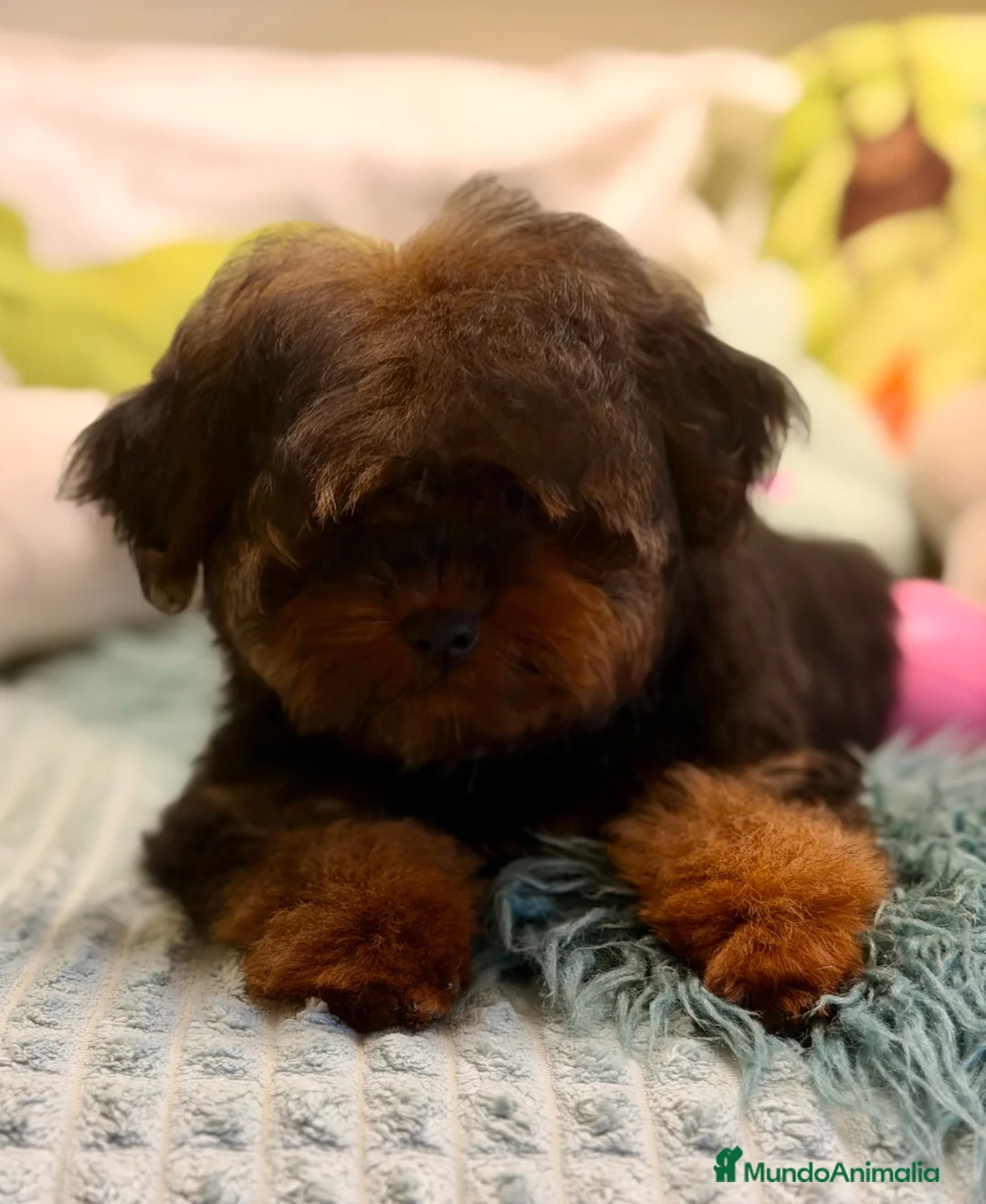 Yorkiepoo perros en venta: PRECIOSA YORKIEPOO HEMBRA MINITOY 4 MESES - Anuncio 2
