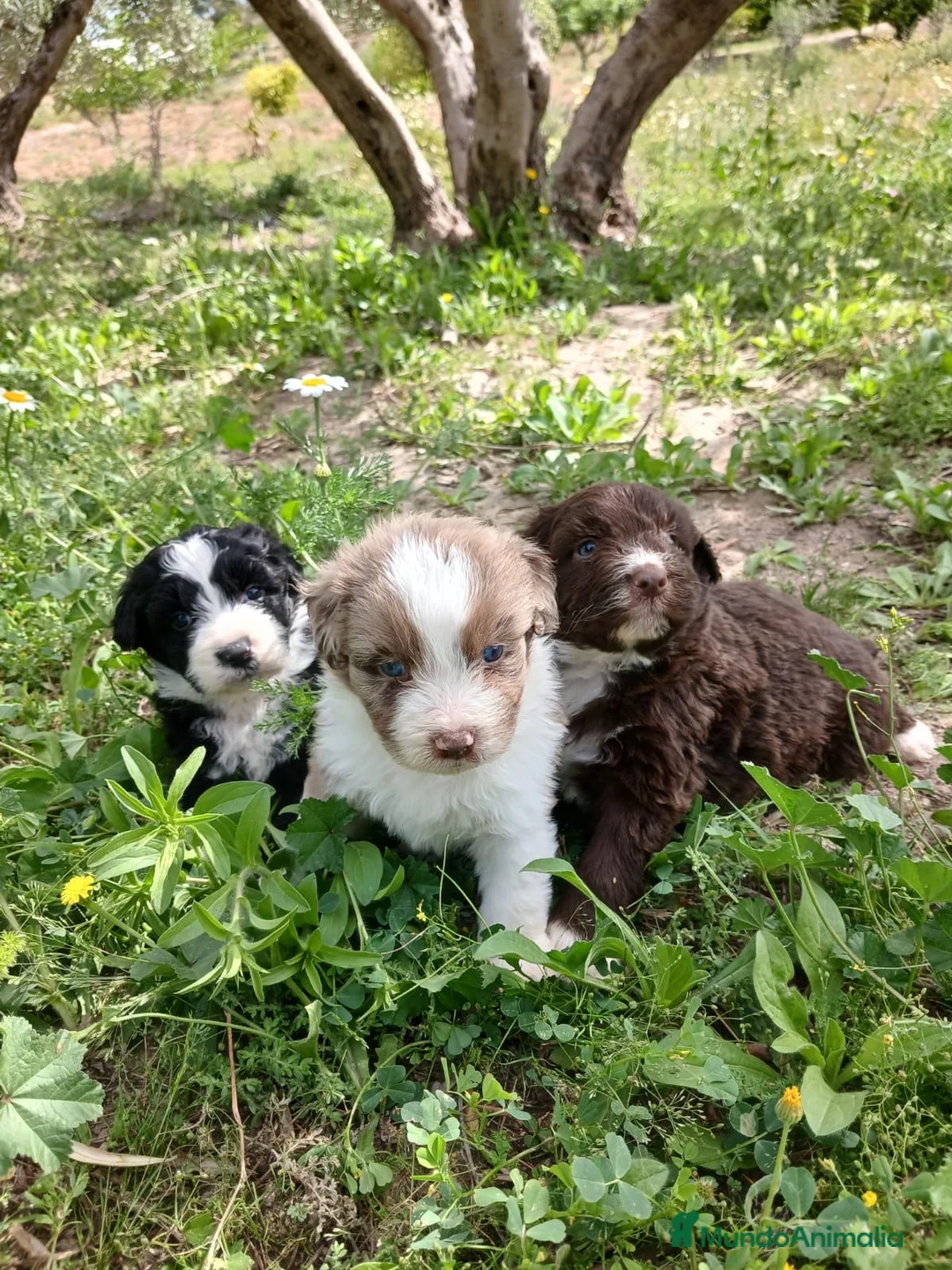 Otras razas perros en venta: AUSTRALIAN WATER DOG - Anuncio 1