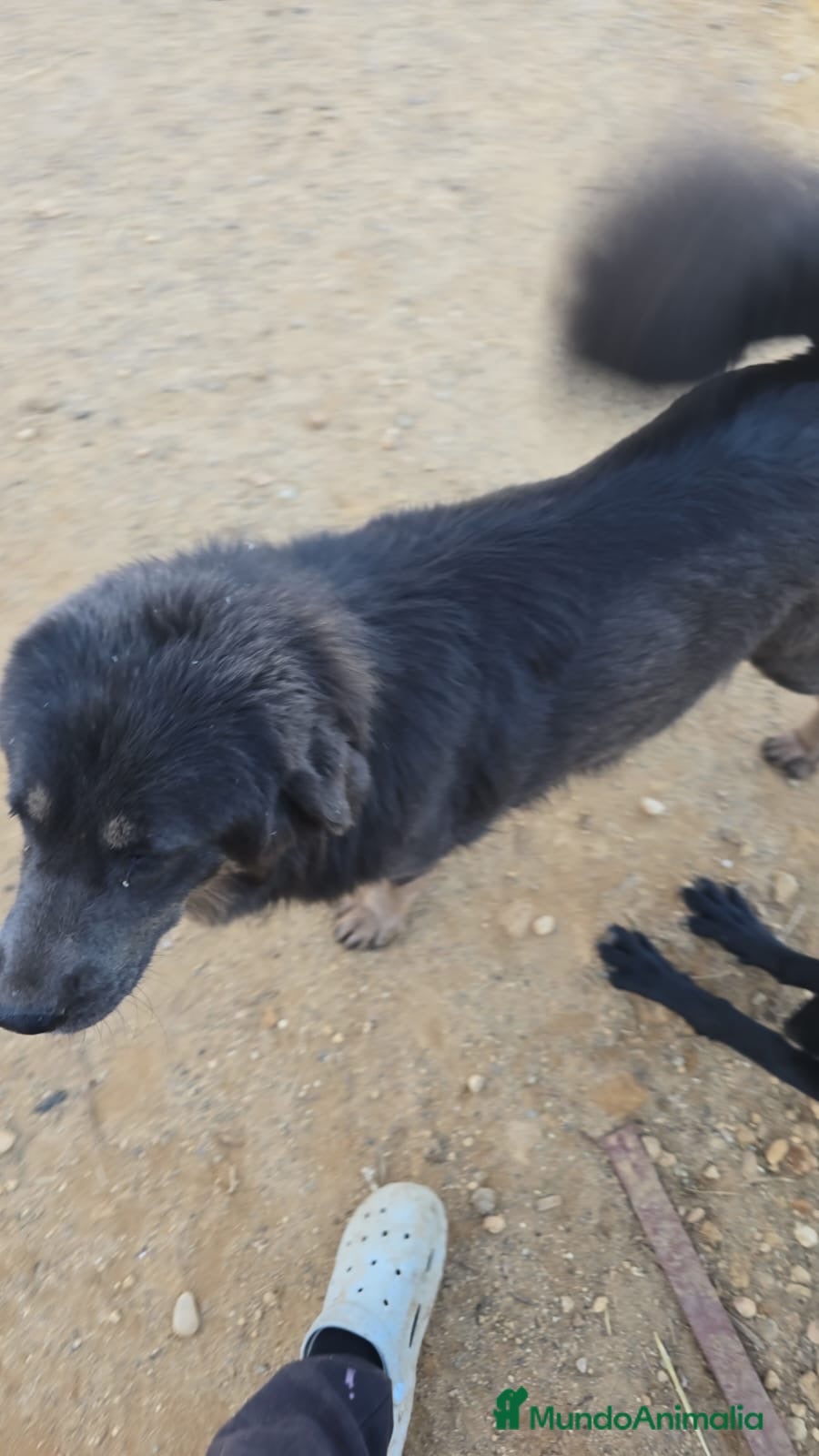 Dogo del Tíbet perros en venta: Camada Dogo del Tíbet, Blue - Machos y Hembras - Anuncio 2
