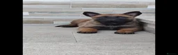 Pastor Belga Malinois perros en venta: Cachorro de Malinois  - Anuncio 4