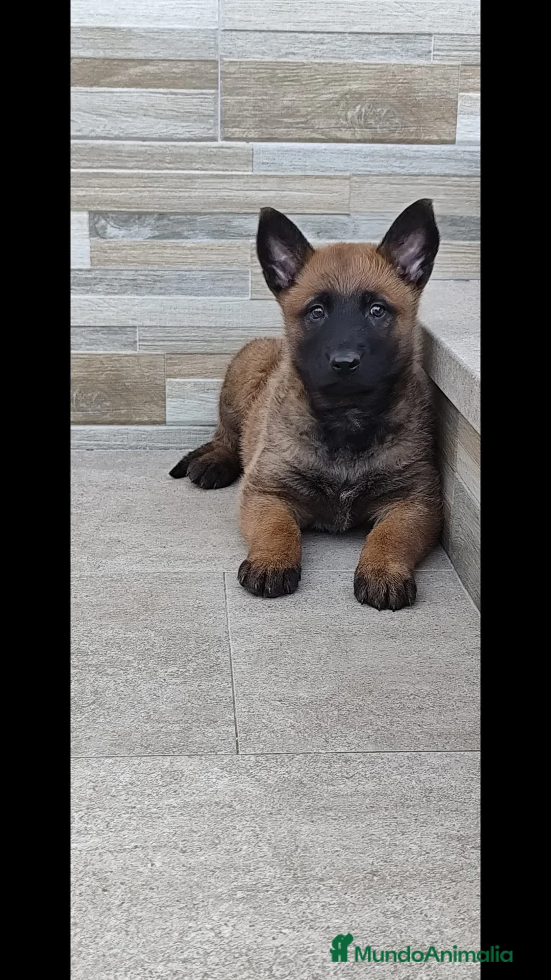 Pastor Belga Malinois perros en venta: Cachorro de Malinois  - Anuncio 4