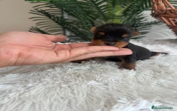 Yorkshire Terrier perros en venta: YORKSHIRE TERRIER - Imagen 2