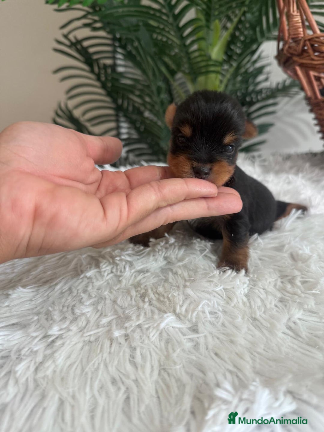 Yorkshire Terrier perros en venta: YORKSHIRE TERRIER - Imagen 2