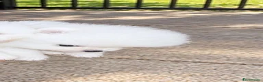 Pomerania 1