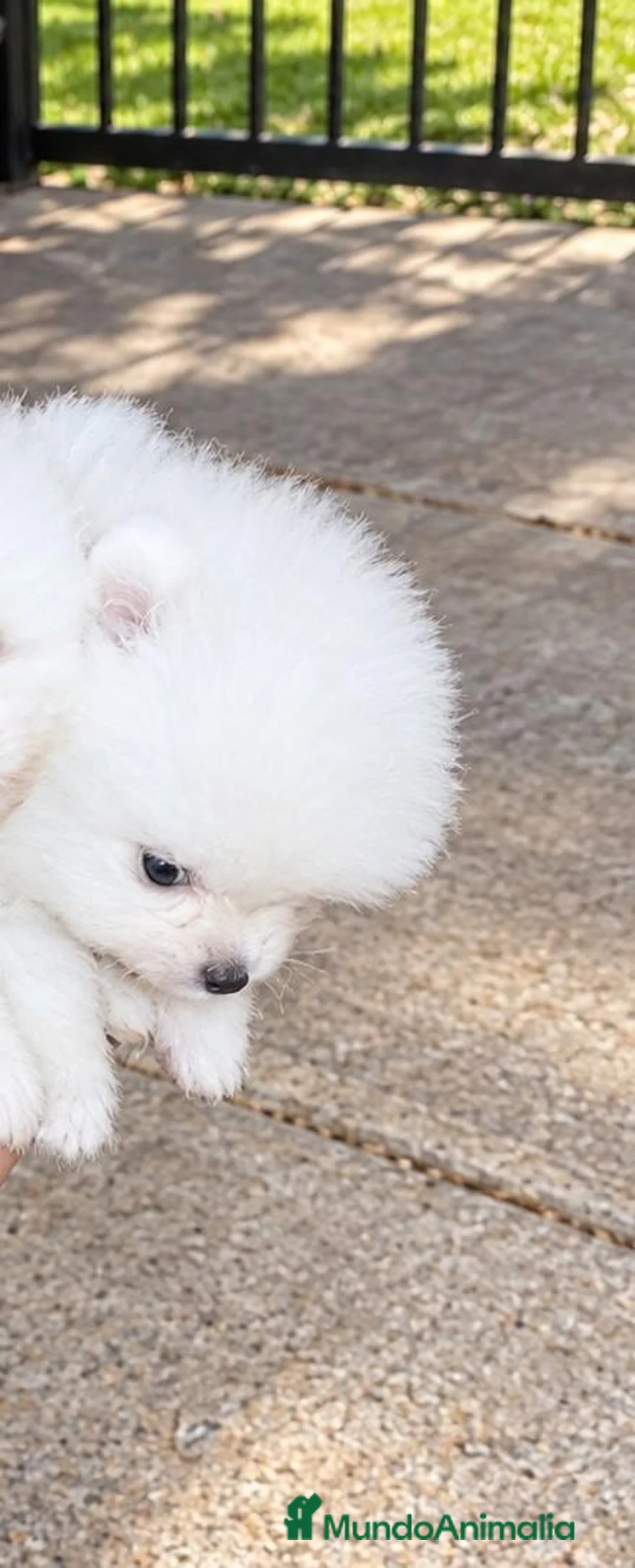 Pomerania perros en venta: POMERANIAS HEMBRITAS CHIQUITINAS - Anuncio 2