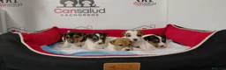 Jack Russell Terrier perros en venta: Jack Russell  - Anuncio 1