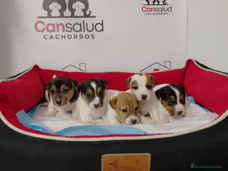 Jack Russell Terrier perros Jack Russell - Anuncio 1