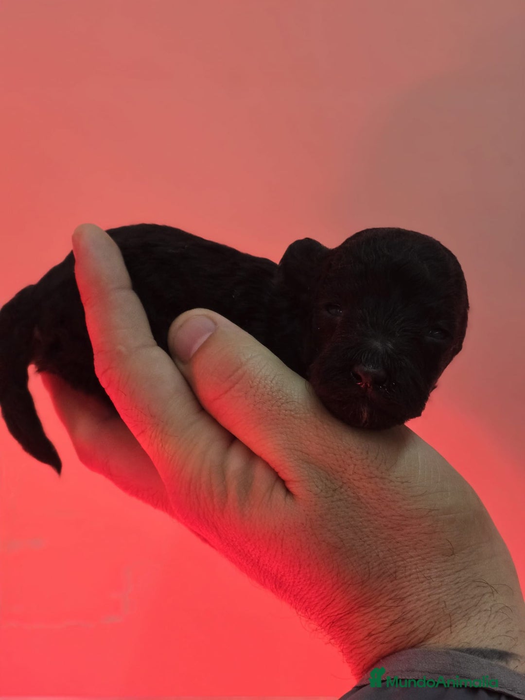 Caniche Toy perros en venta: Venta de caniche toy  - Anuncio 1