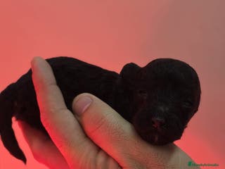 Caniche Toy perros Venta de caniche toy - Anuncio 1
