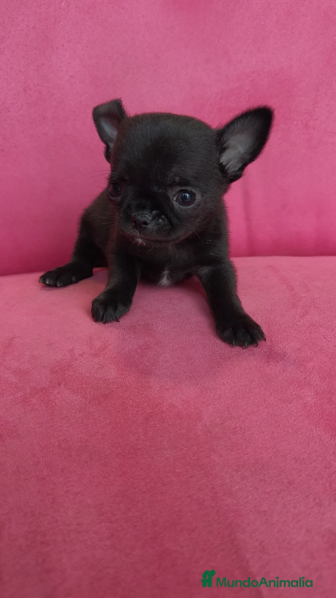 Chihuahua perros en venta: Chihuahuas Toy  - Anuncio 2