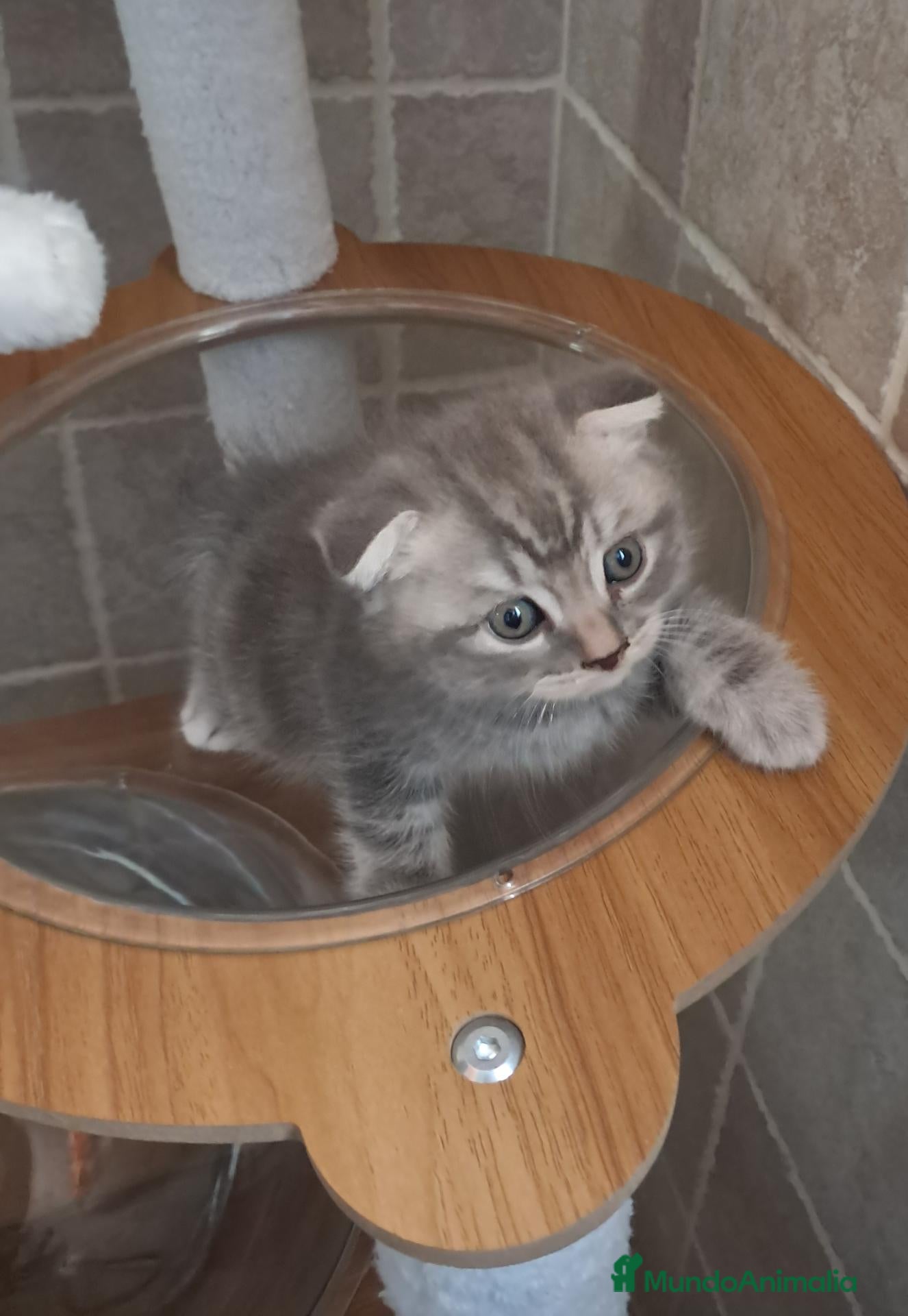 Scottish Fold gatos Scotish fold tabby azul - Anuncio 1