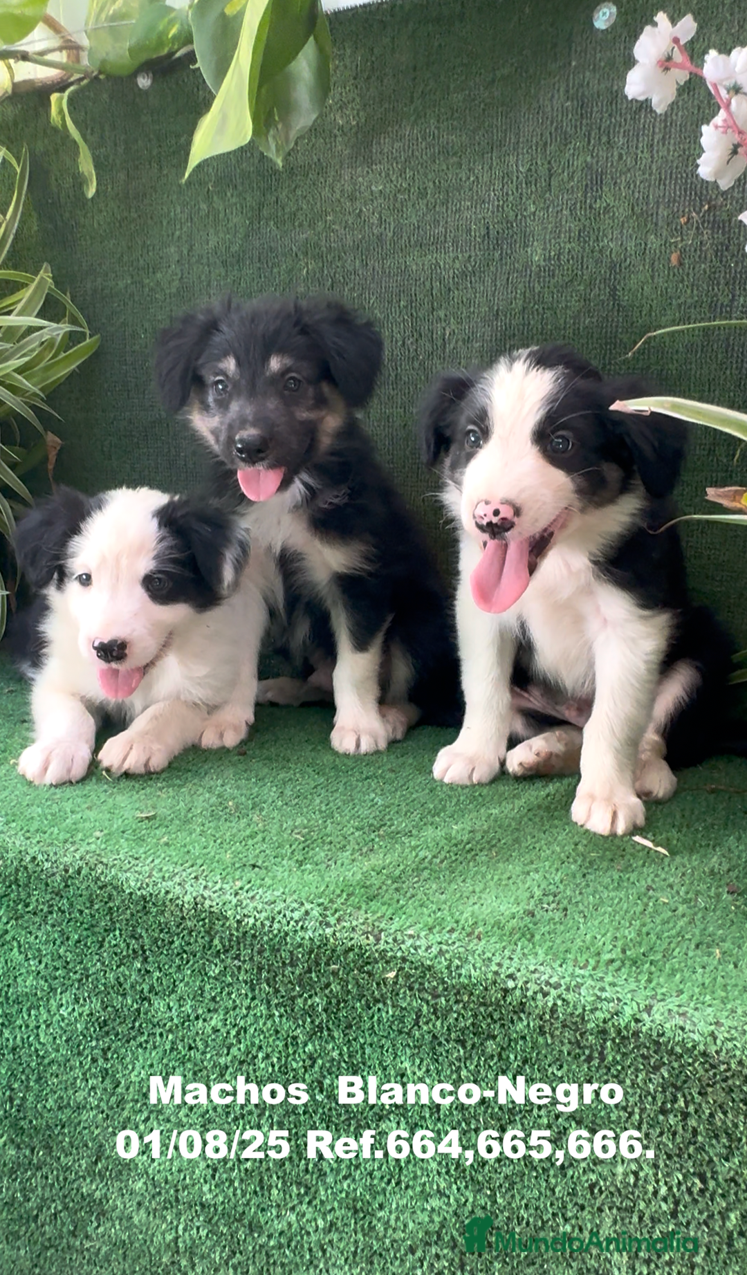 Border Collie perros en venta: Border Collie De Villa Biznaga - Imagen 15