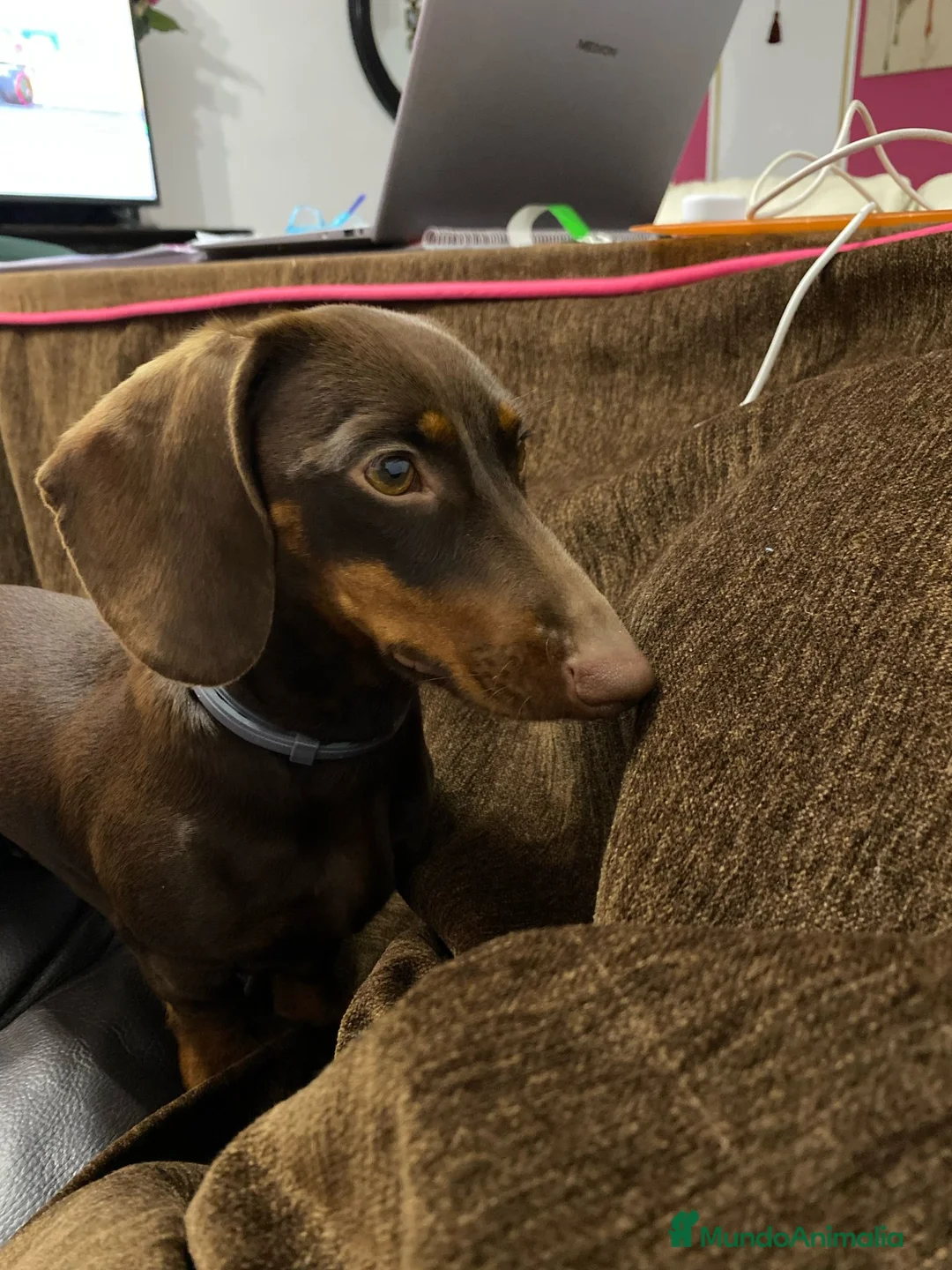 Raza Mixta perros en venta: Cruces de Tekel espectaculares Minis - Anuncio 2
