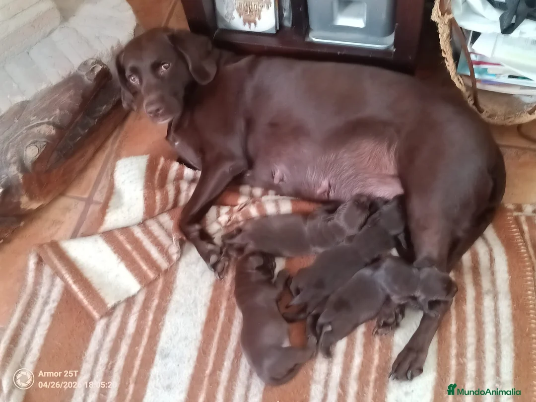 Labrador Retriever perros en venta: Labrador Retriever  - Anuncio 6