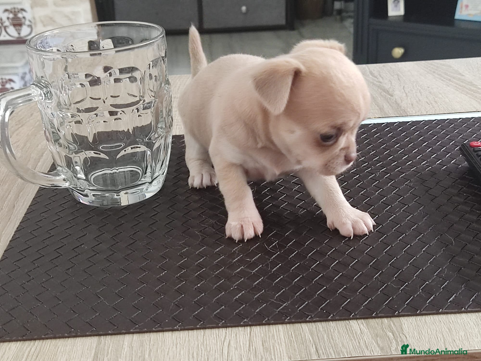 Chihuahua perros en venta: Disponible Chihuahuas Rusos Machos - Anuncio 10