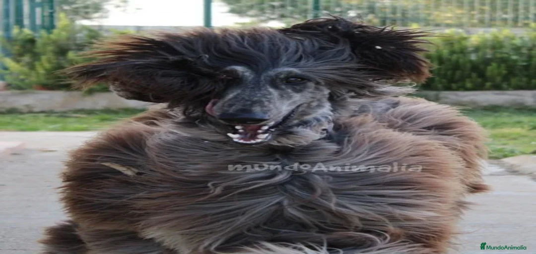 Imagen de galería {{count}}