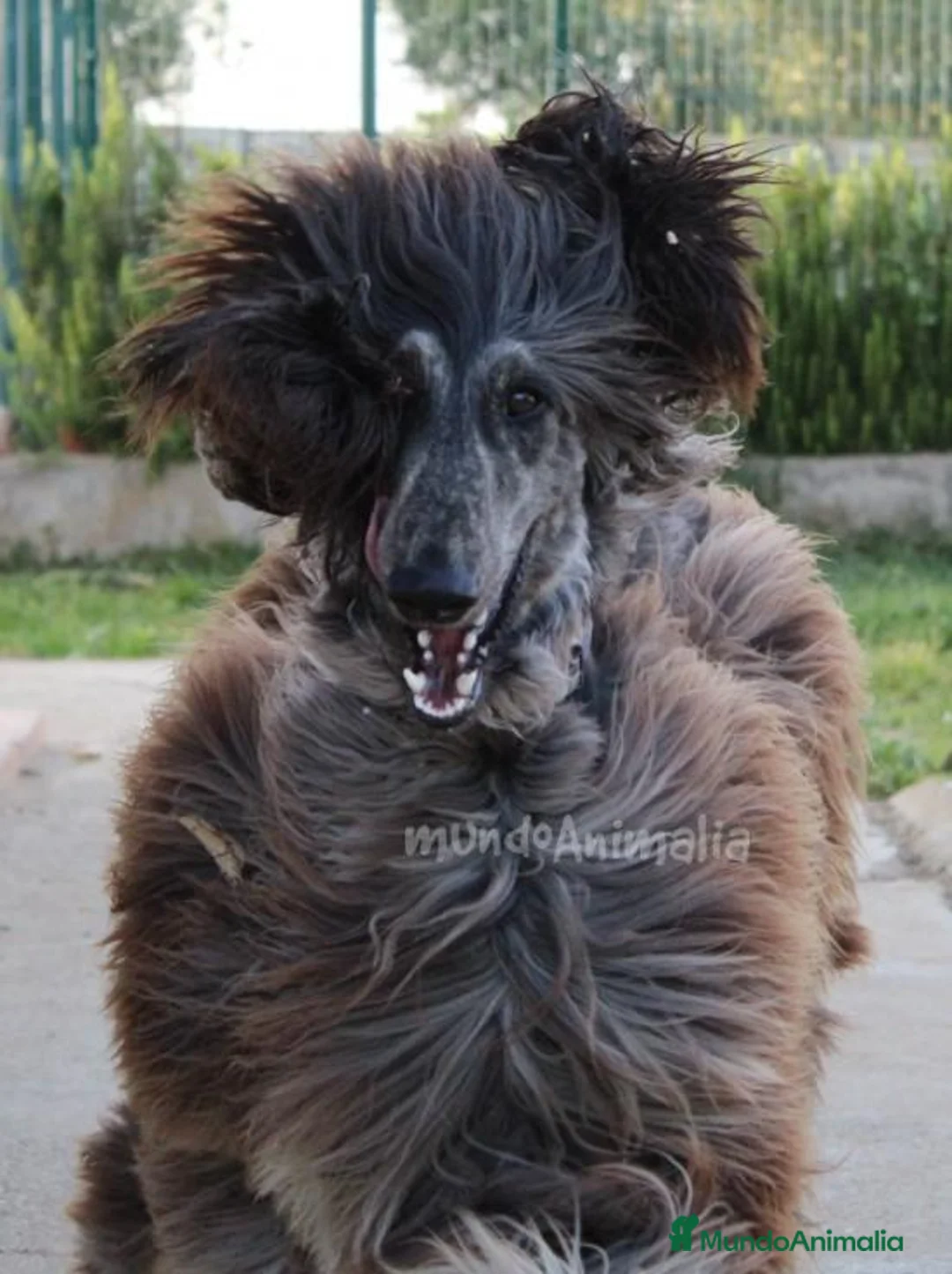 Imagen de galería {{count}}