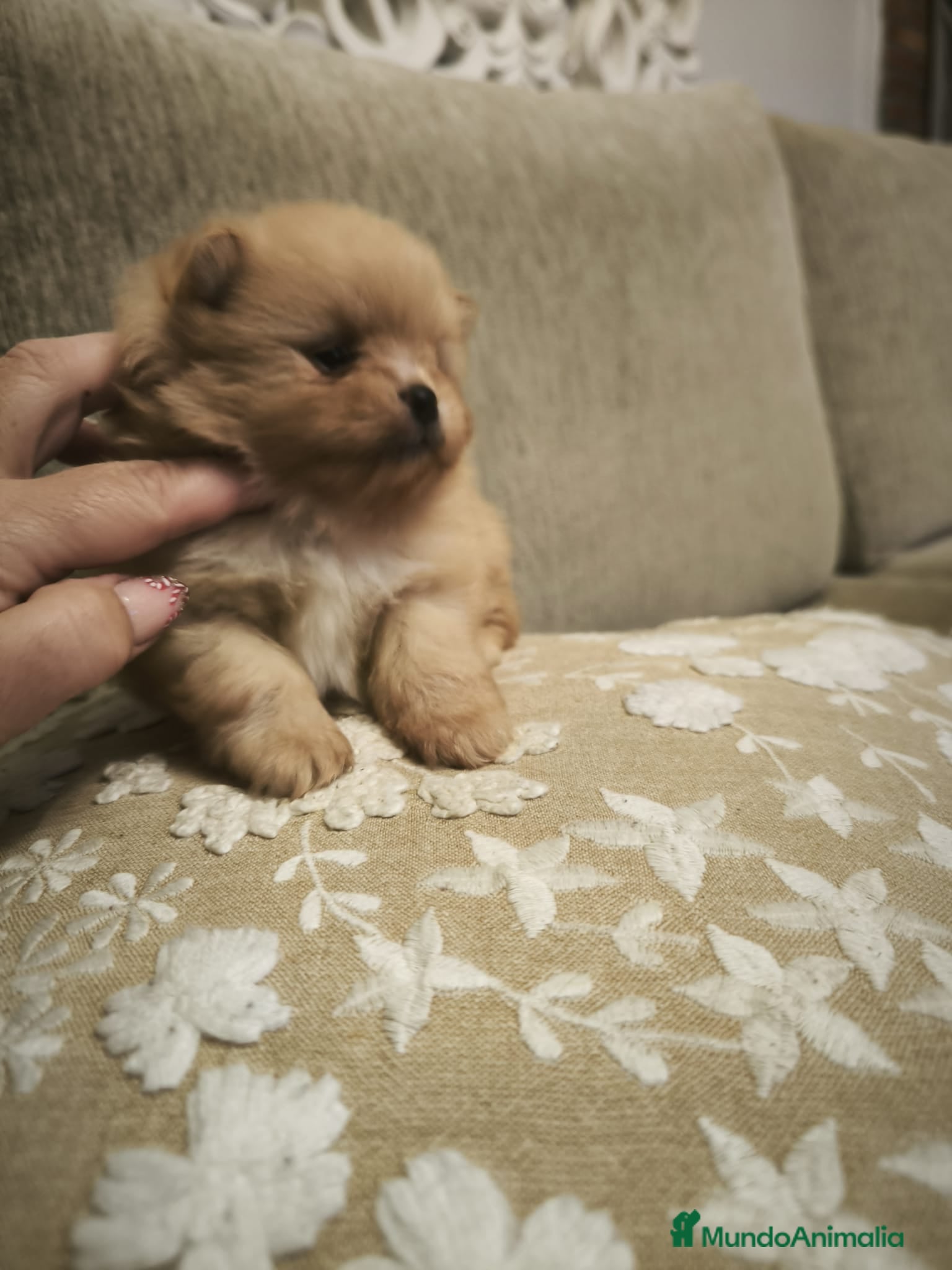 Pomerania perros Lulu Pomerania toy cara osito naranja blanco - Anuncio 2