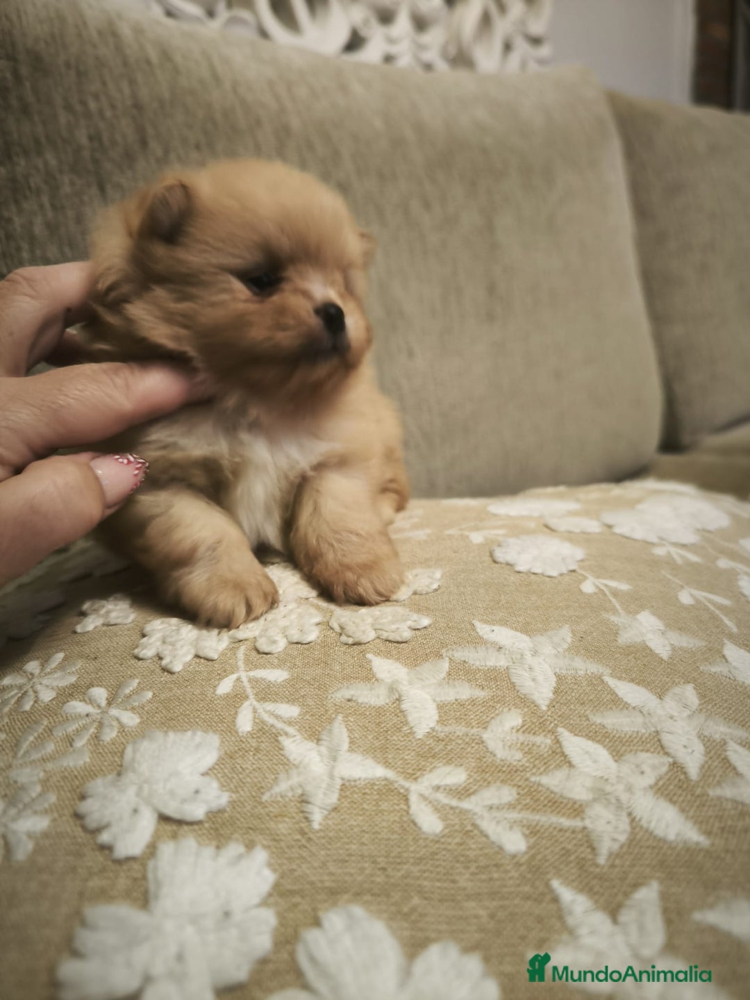 Pomerania perros en venta: Lulu Pomerania toy cara osito naranja blanco - Anuncio 2