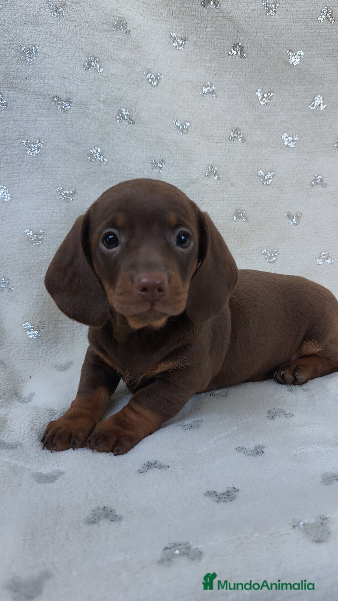 Teckel Miniatura perros en venta: Teckel chocolate kanichen hembra  - Imagen 8