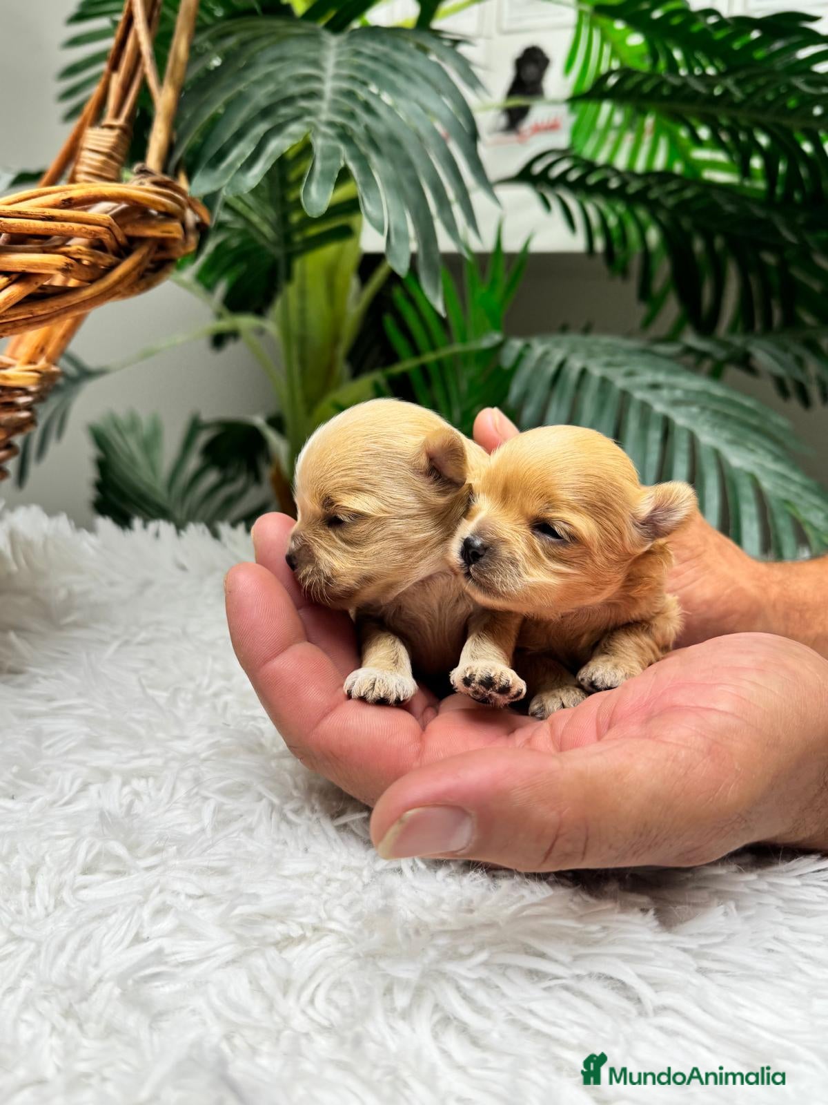 Maltipoo perros MALTIPOO 100% COREANA  - Anuncio 1