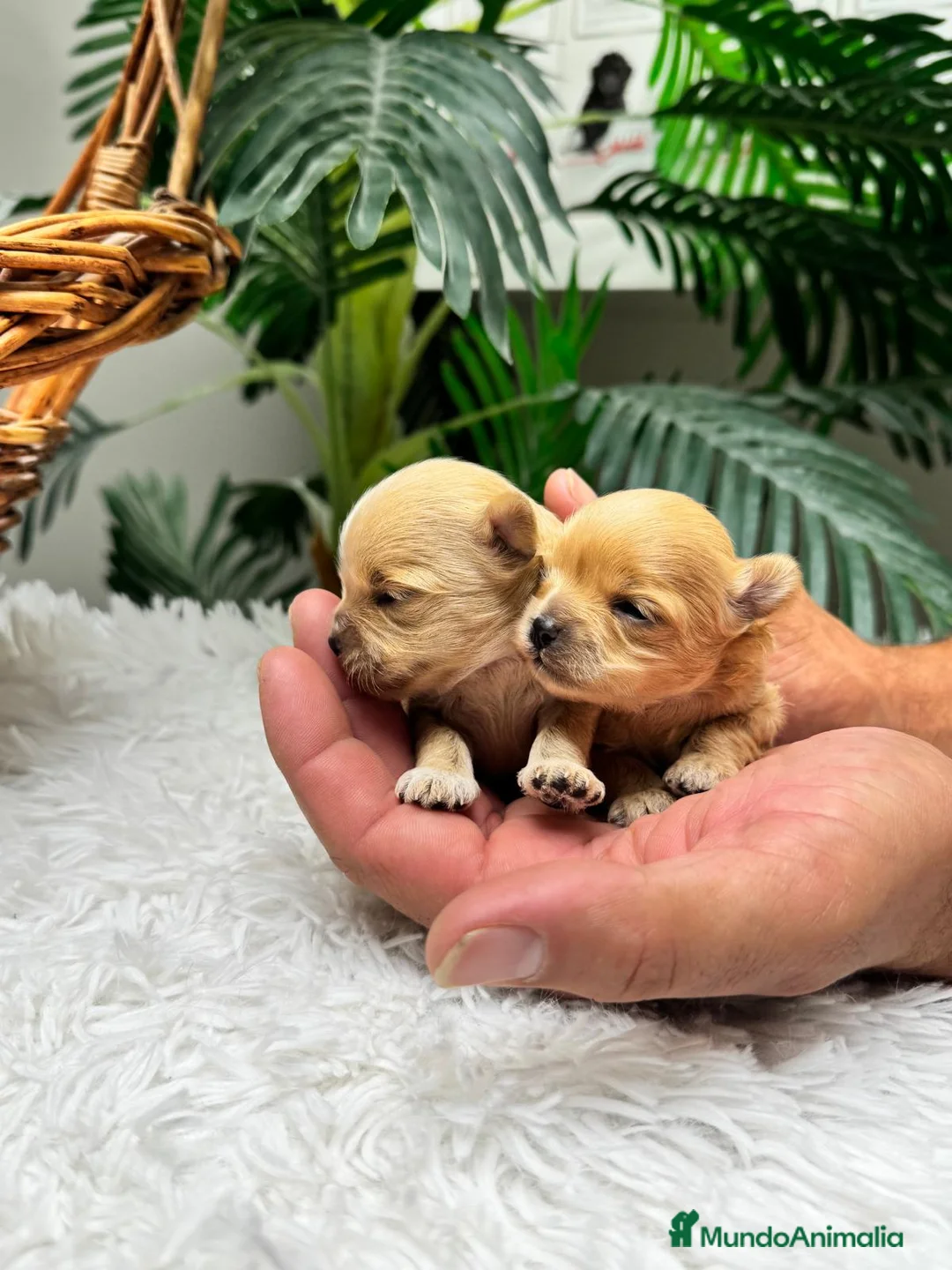 Maltipoo perros en venta: MALTIPOO 100% COREANA  - Anuncio 1
