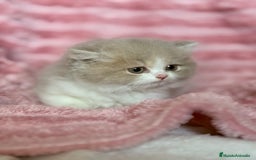 Británico de Pelo Largo gatos en venta: Monísimo gatito British  - Imagen 7